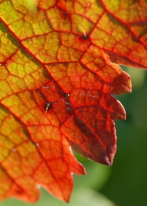 Merlot ANT 1335